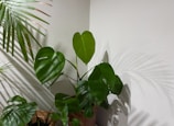 A large leafy monstera plant adding a tropical vibe to an office space.