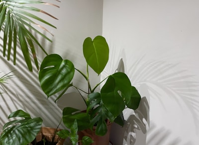 A large leafy monstera plant adding a tropical vibe to an office space.