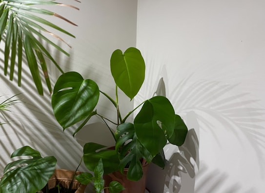 A lush Monstera plant with large, glossy green leaves is set against a light background, casting intricate shadows. Additionally, there are several other leafy plants visible, adding to the greenery.
