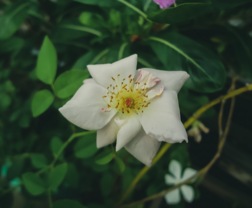 a white flower with yellow center