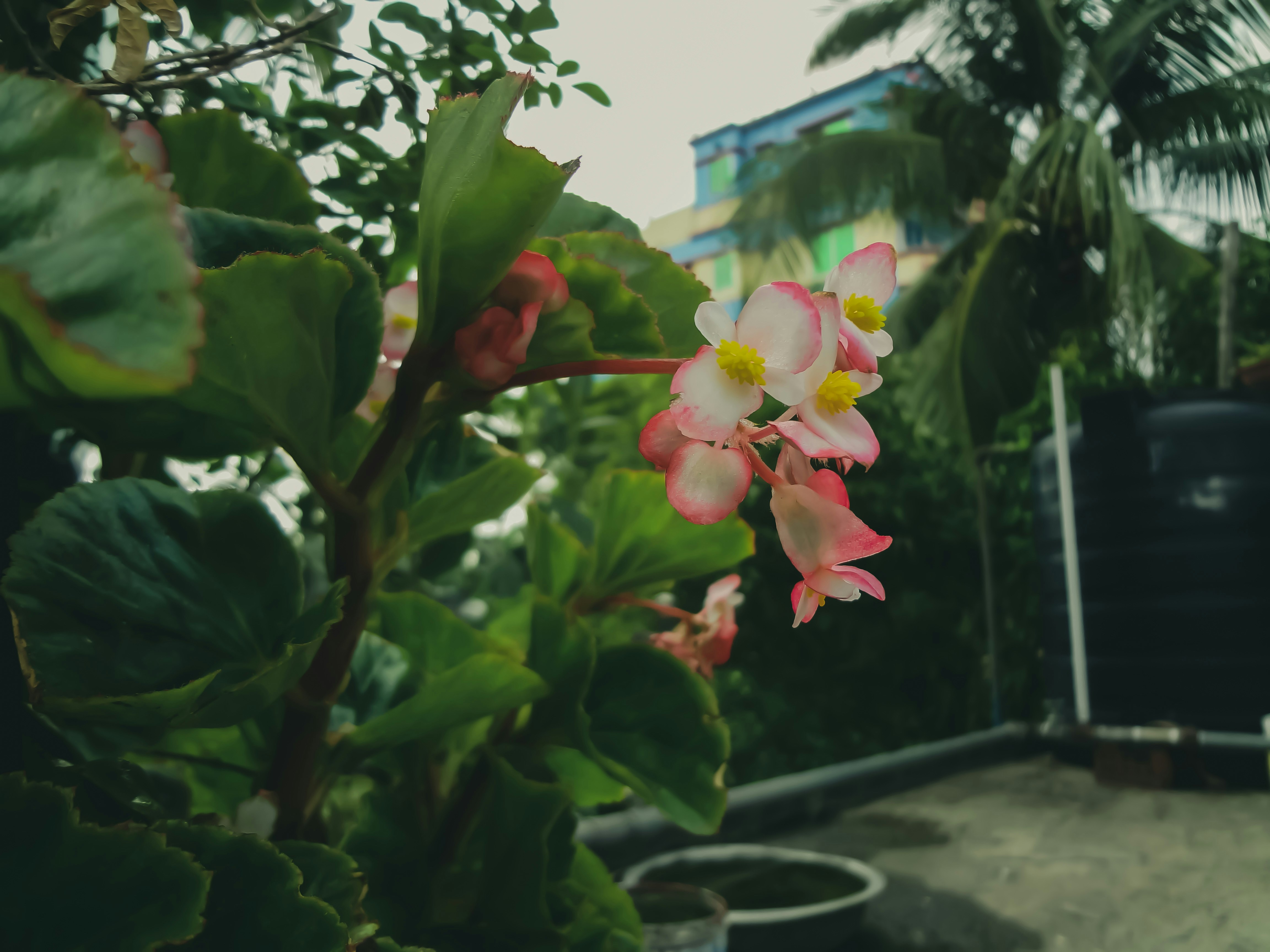 a close-up of some flowers