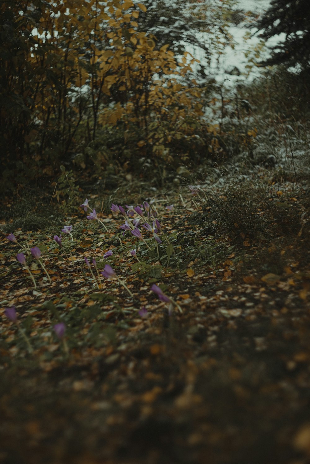 a group of purple flowers