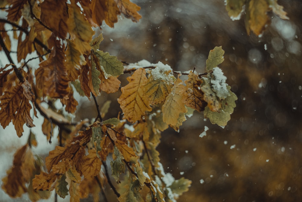 a tree with yellow leaves