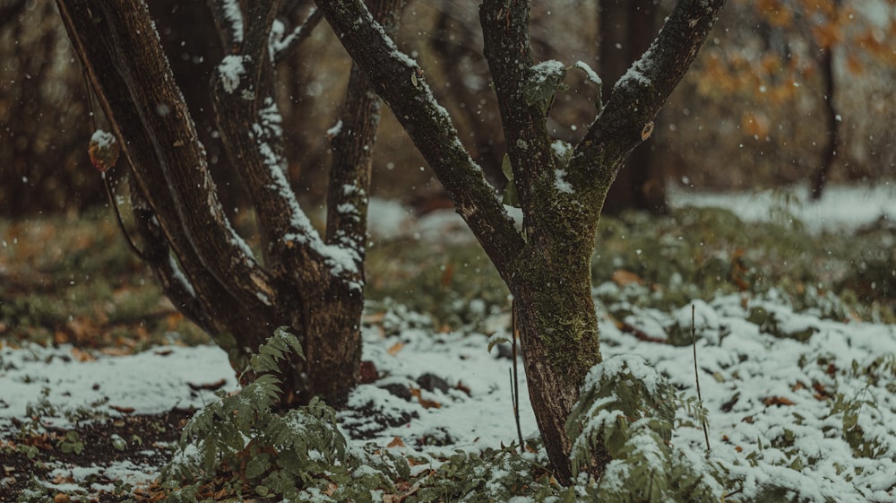 a tree with snow on it