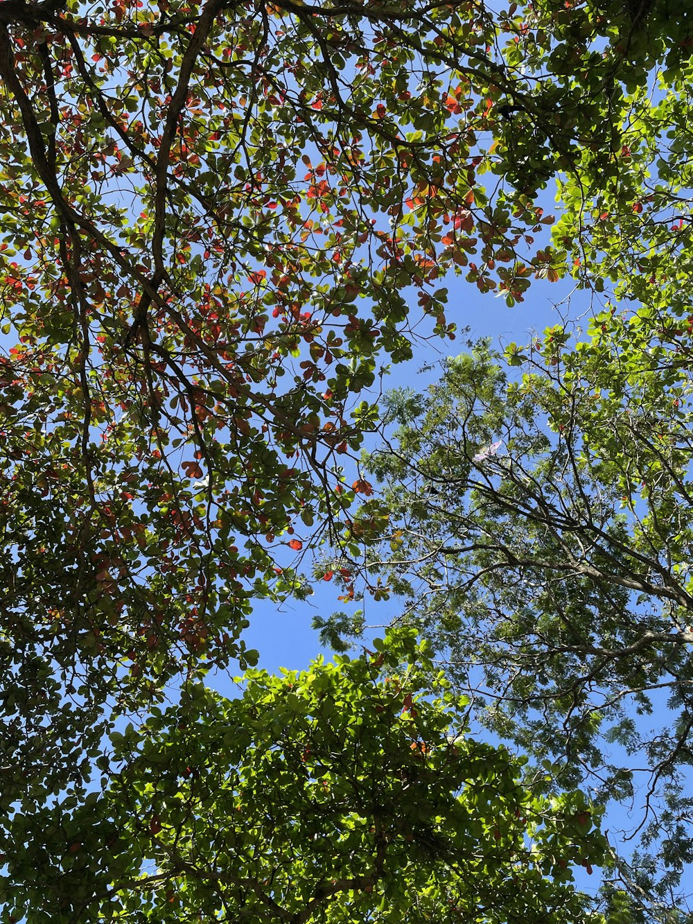 looking up at trees and blue sky