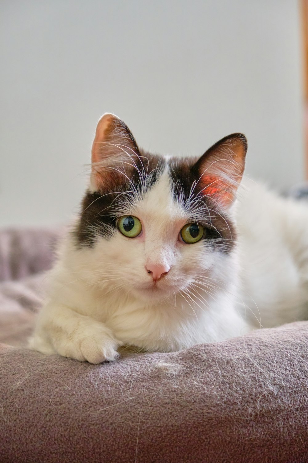 a cat lying on a blanket