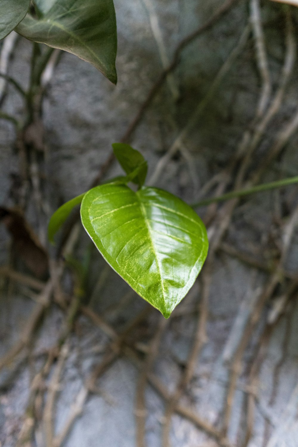 a close up of a leaf