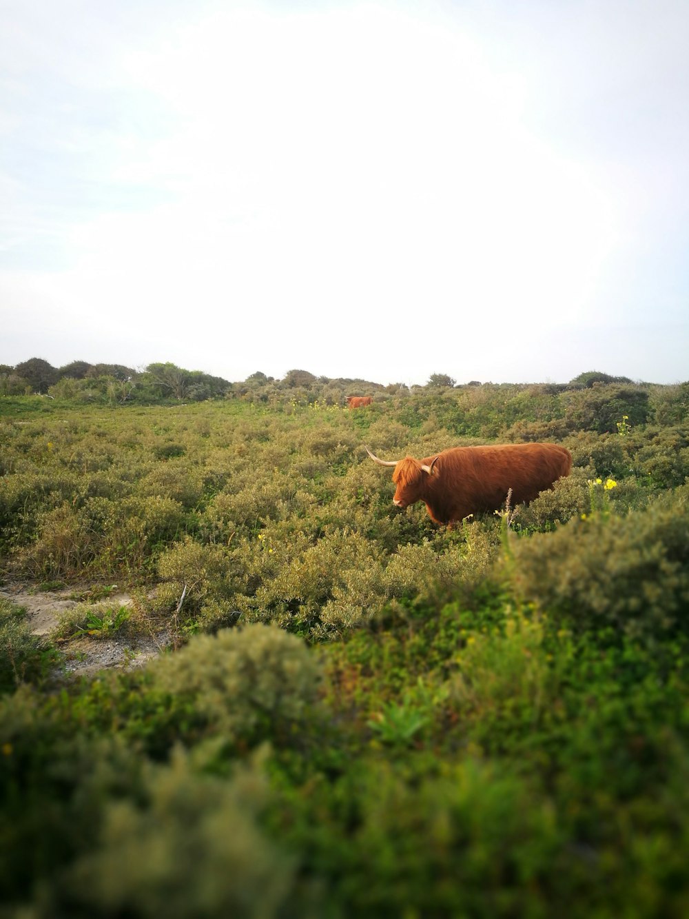 a cow in a field