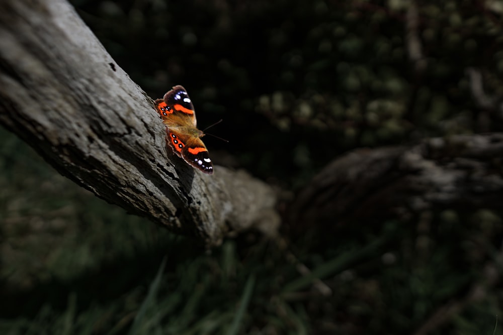 a ladybug on a tree branch