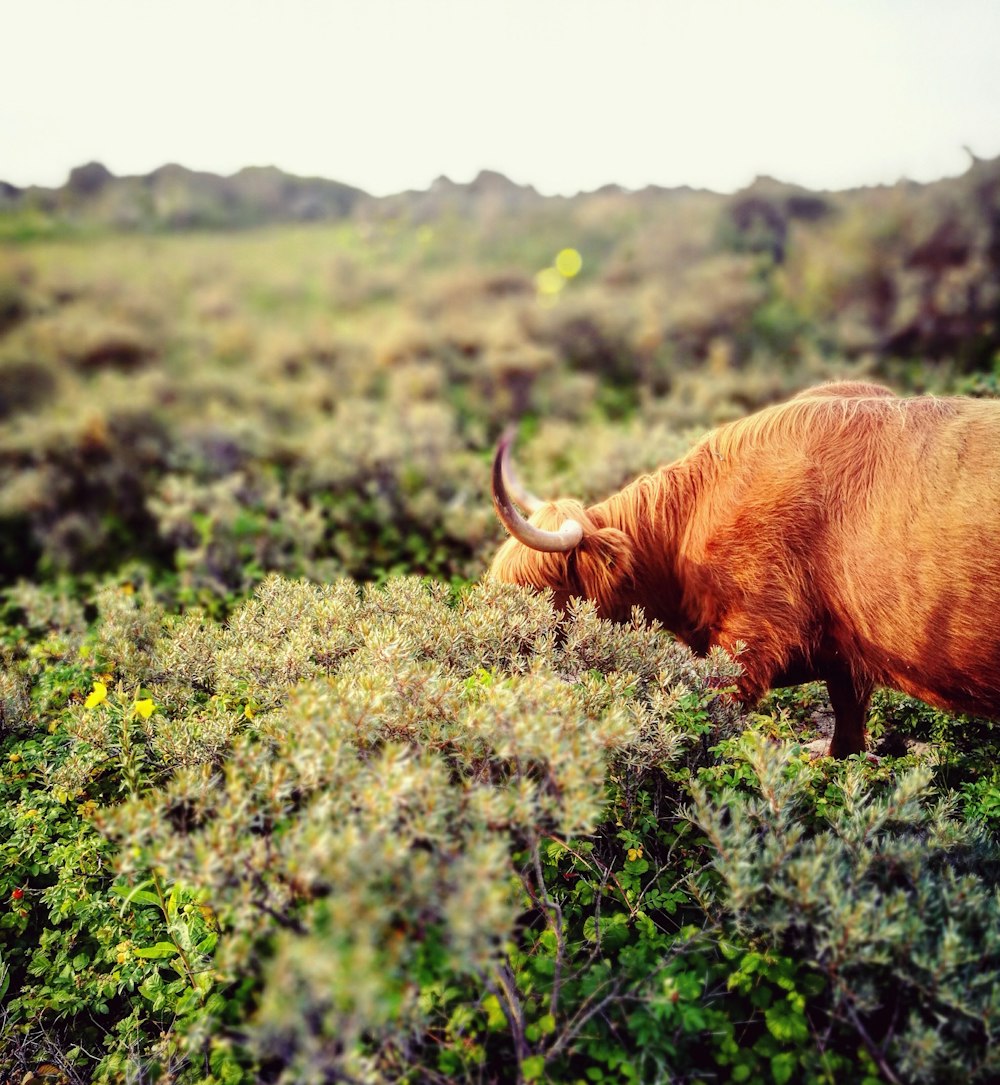 a yak in a field