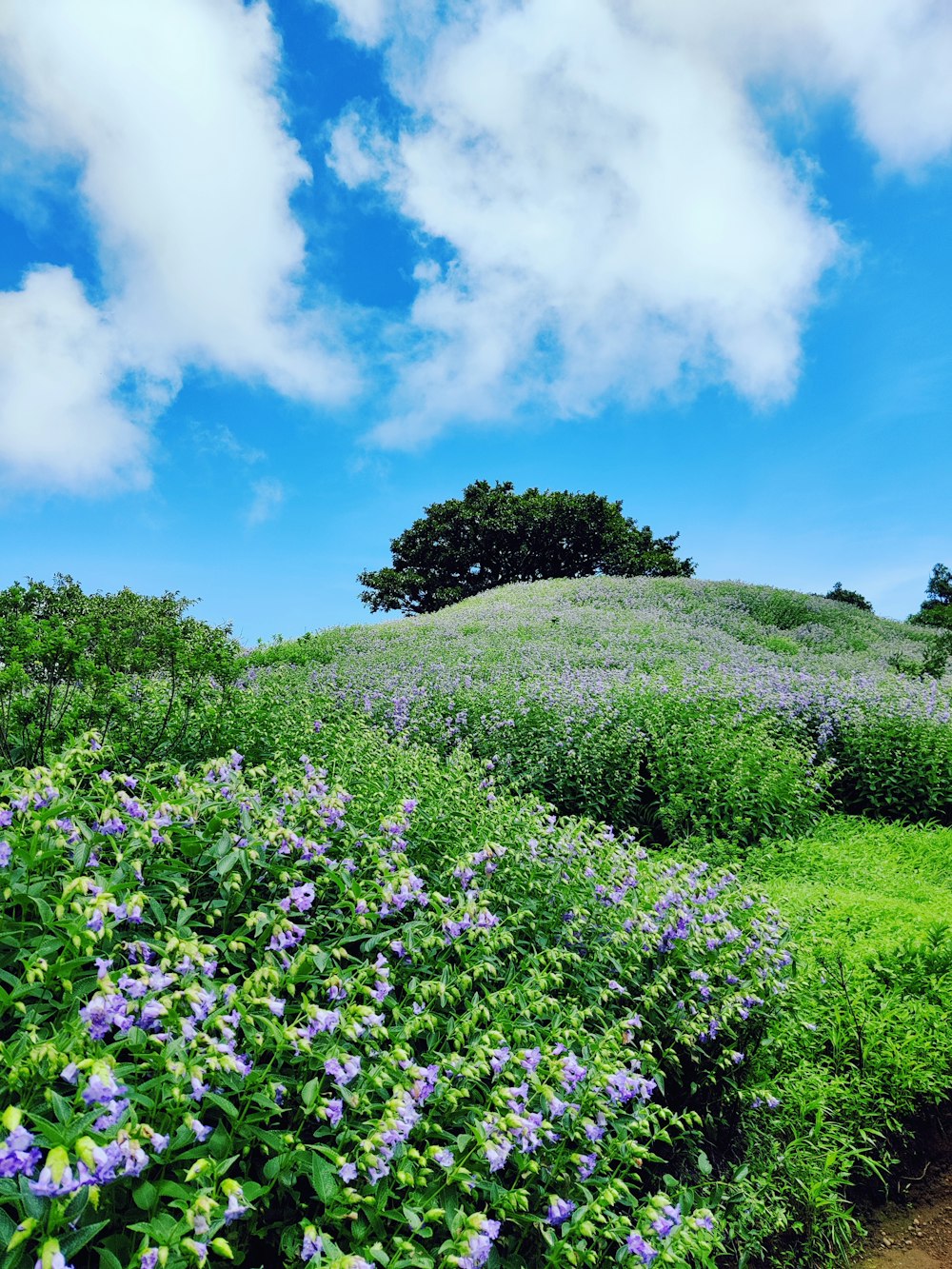 a field of flowers with trees in the background