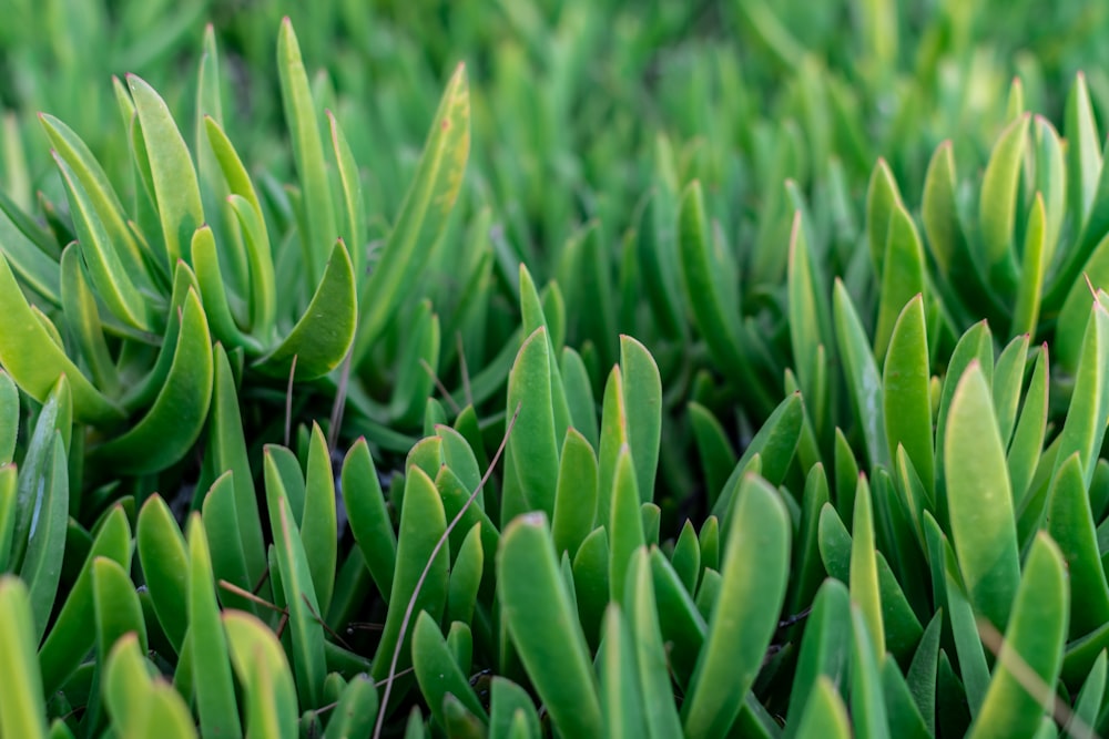 a close-up of some plants