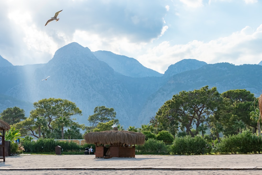 a bird flying over a small hut