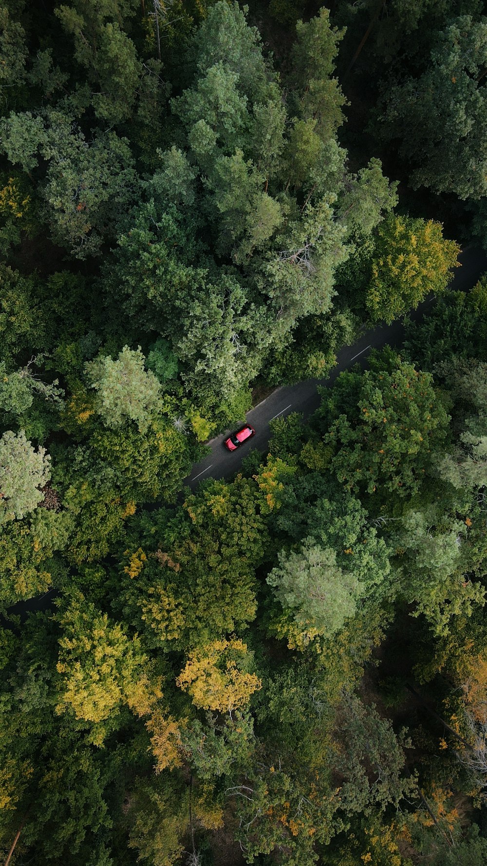 a train going through a forest