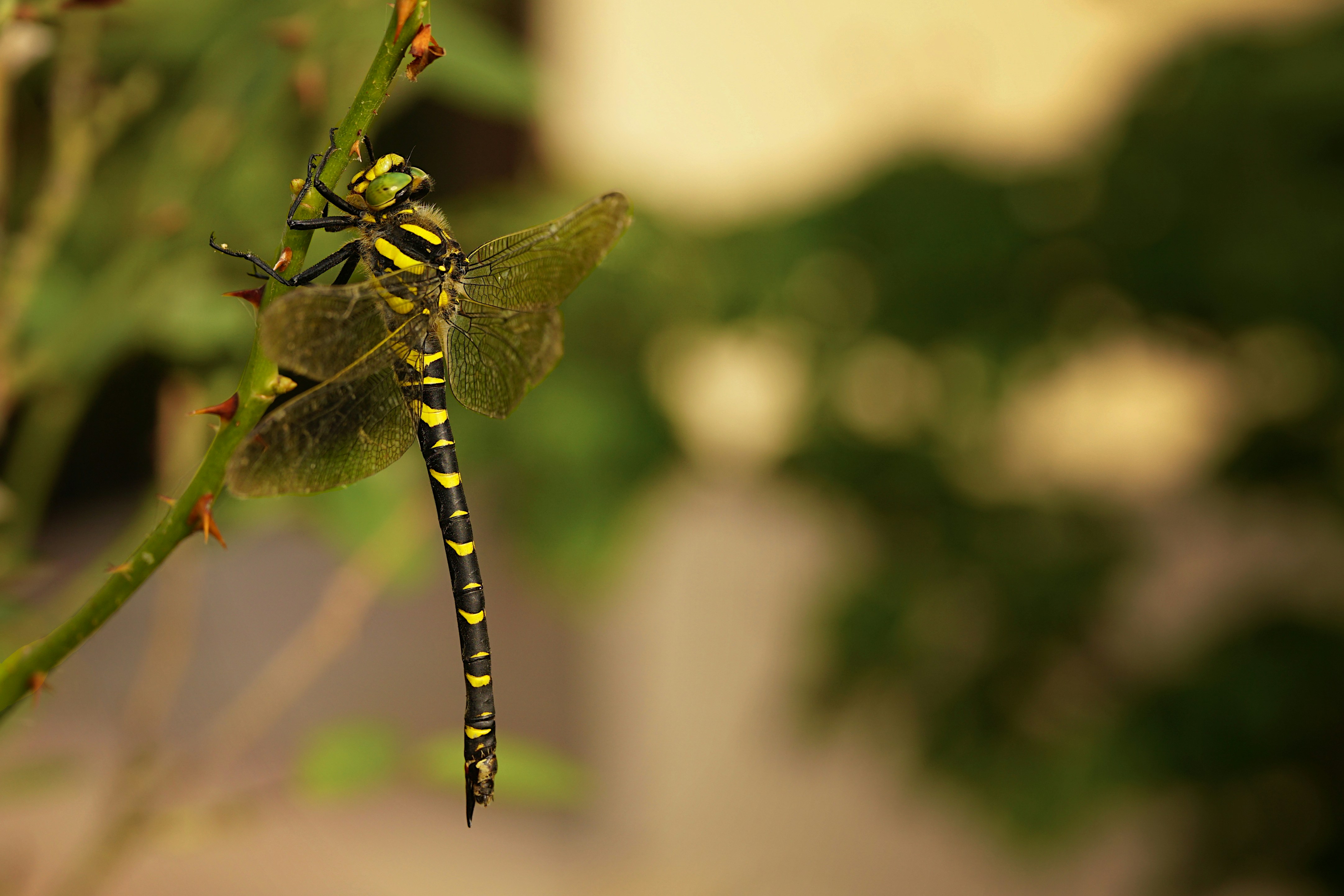 Photo by artemisdesign