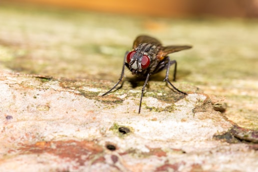 a close up of an insect