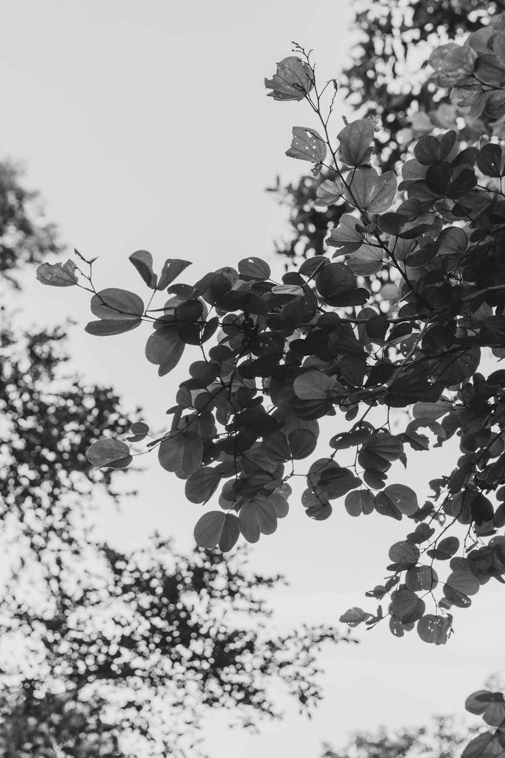 a tree with leaves