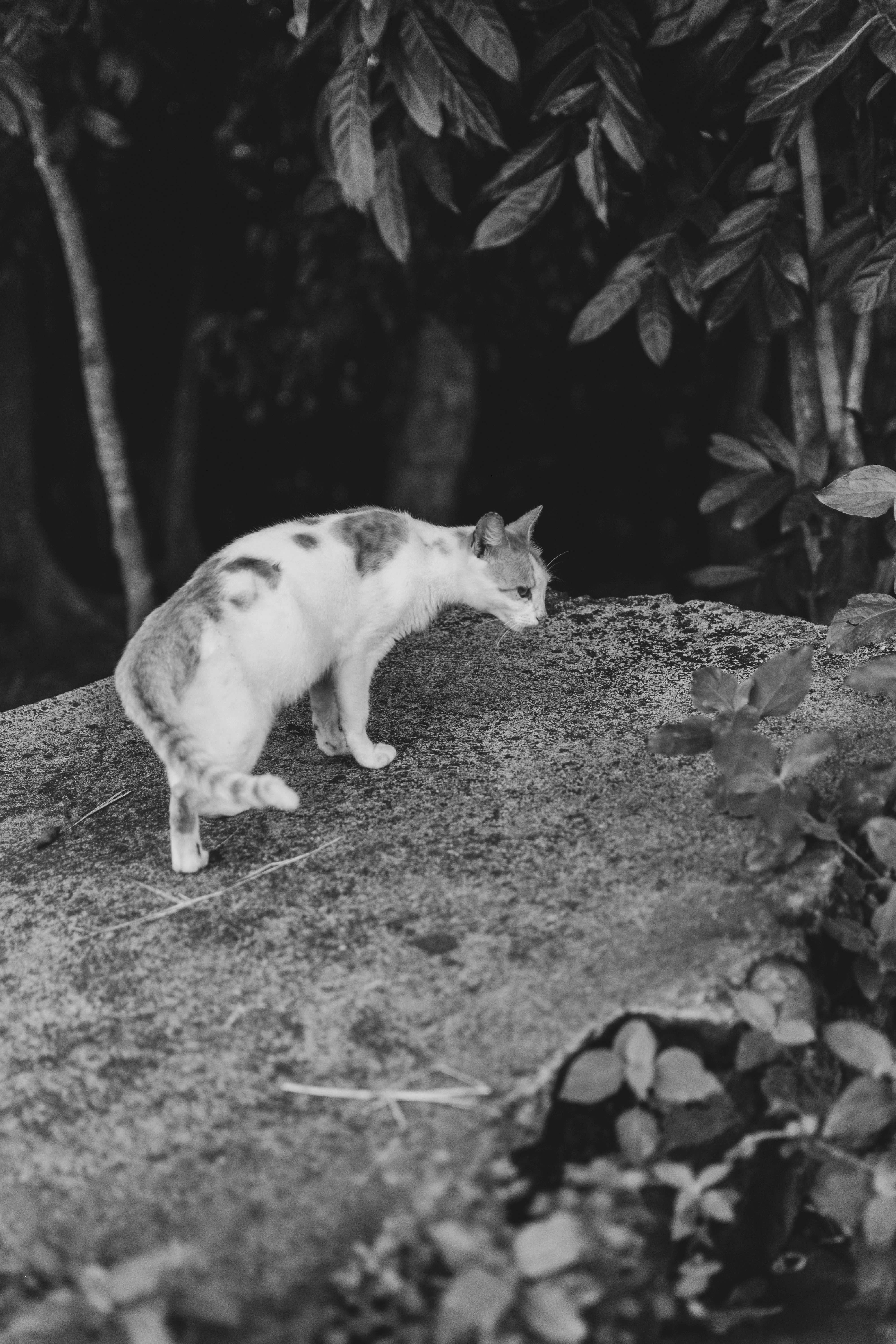 Photo by jctubelleza