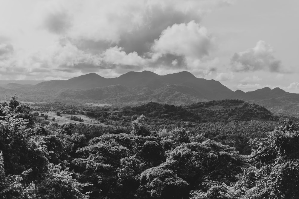 a landscape with trees and mountains in the background