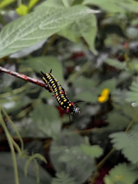 A vibrant caterpillar transforming into a butterfly against a green #008037 background, symbolizing renewal and growth.