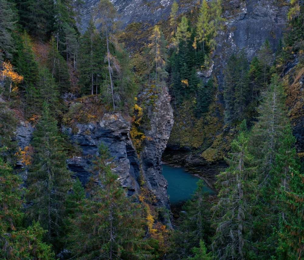 a river running through a forest