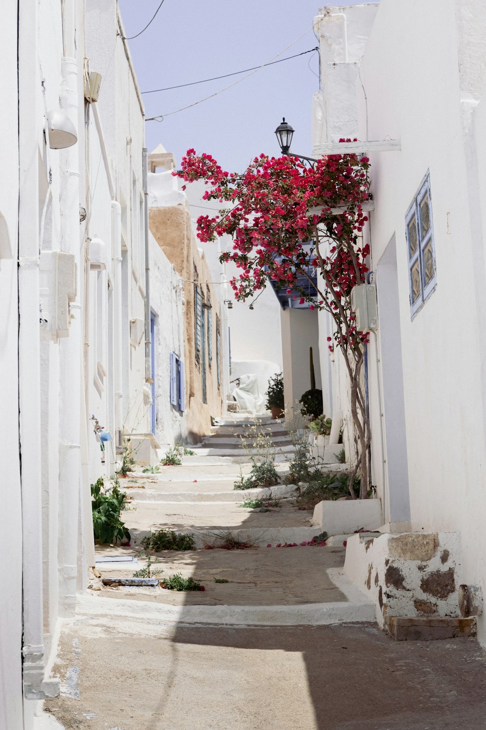 a narrow street with white buildings and flowering trees