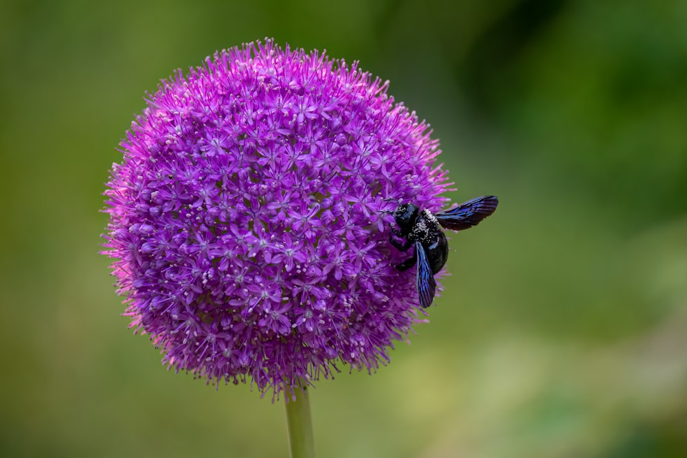 a bee on a purple flower