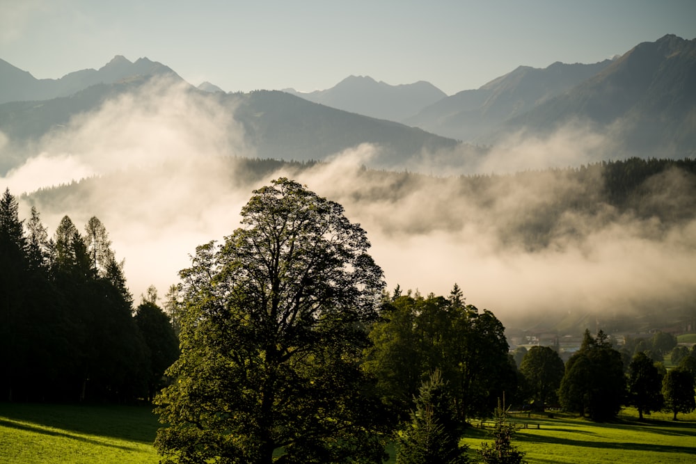 a landscape with trees and clouds