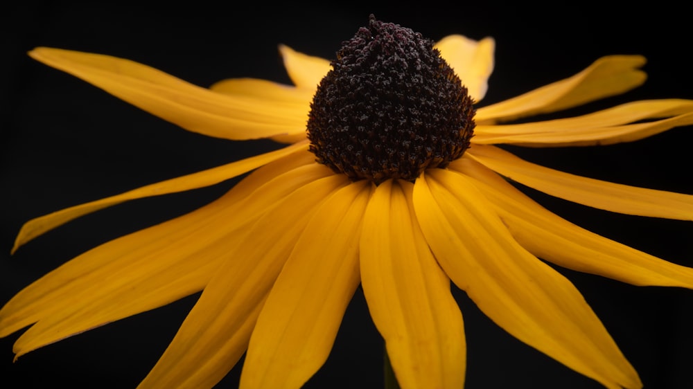 a close up of a yellow flower