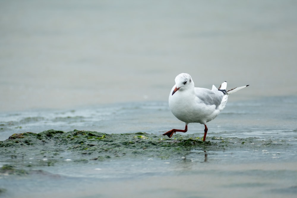 a seagull on a beach