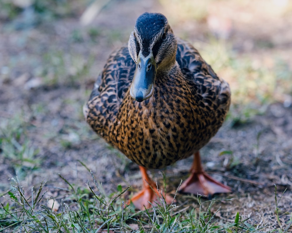 a duck standing on the ground