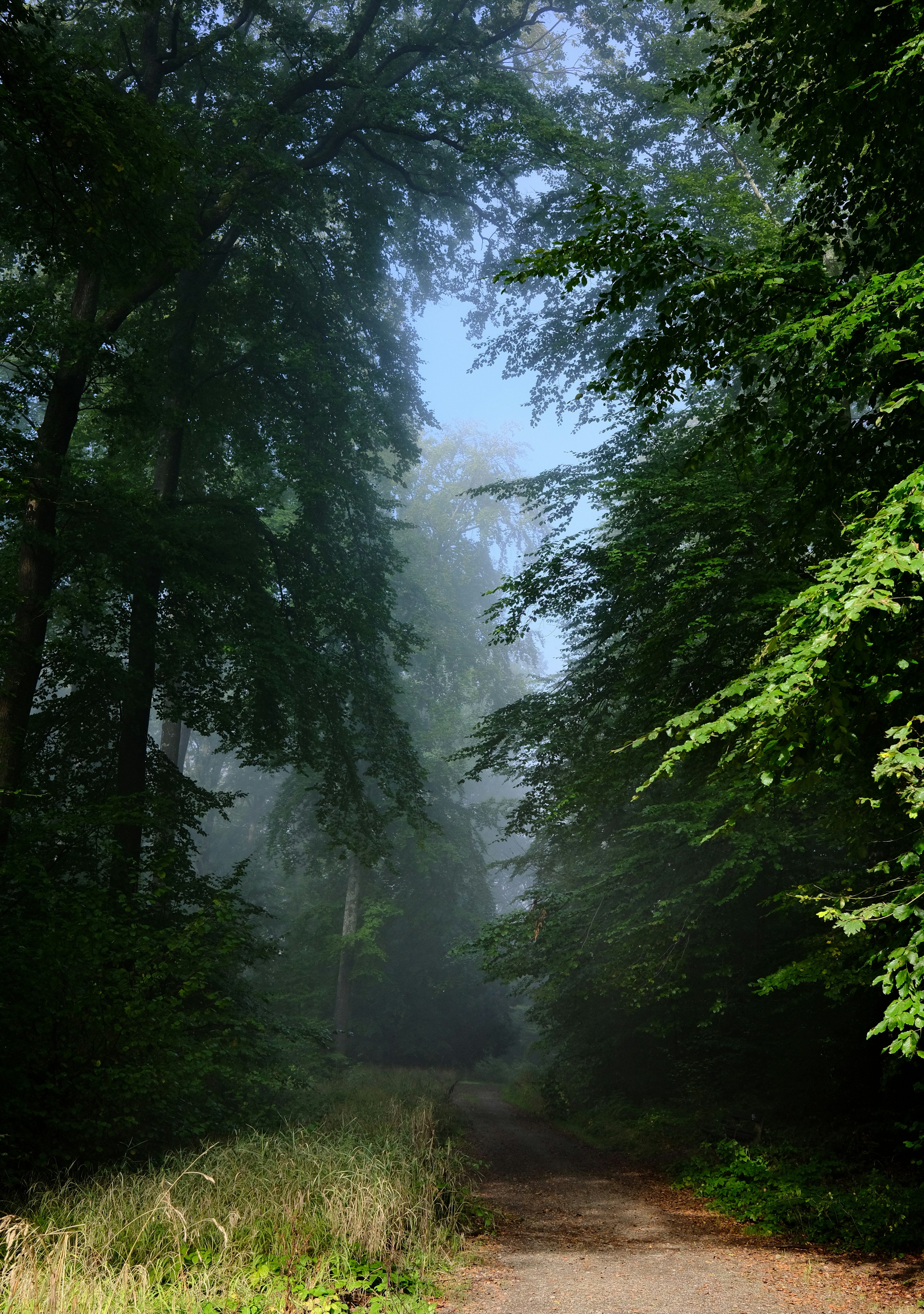 forest path - forest partly with morning fog - misty forest - Waldweg