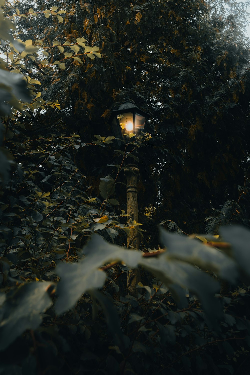 a lamp post surrounded by trees