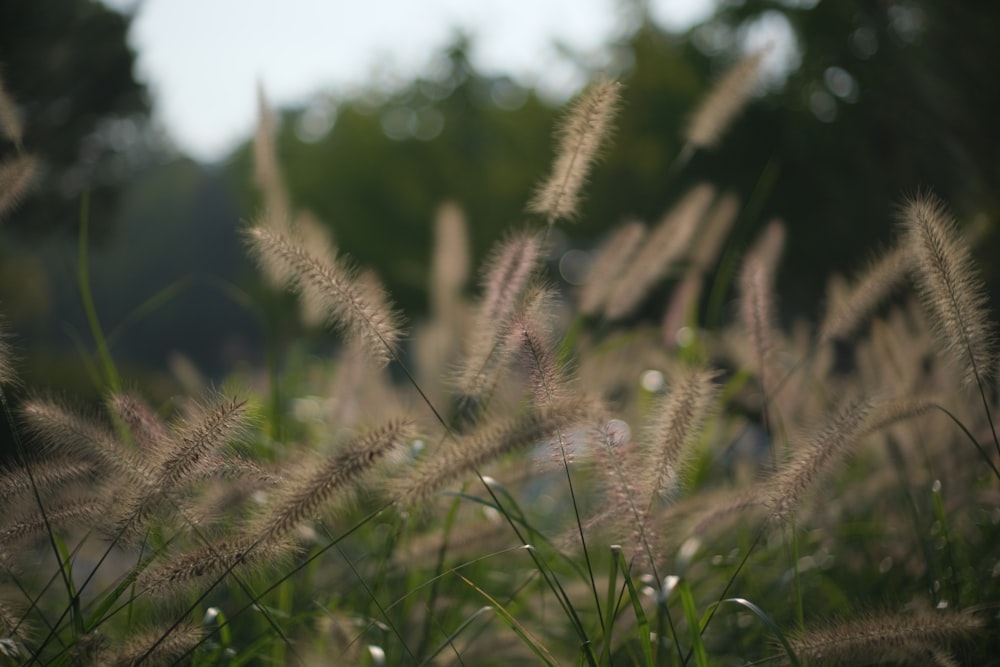 close up of a plant