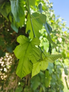 Organic Mint Leaves