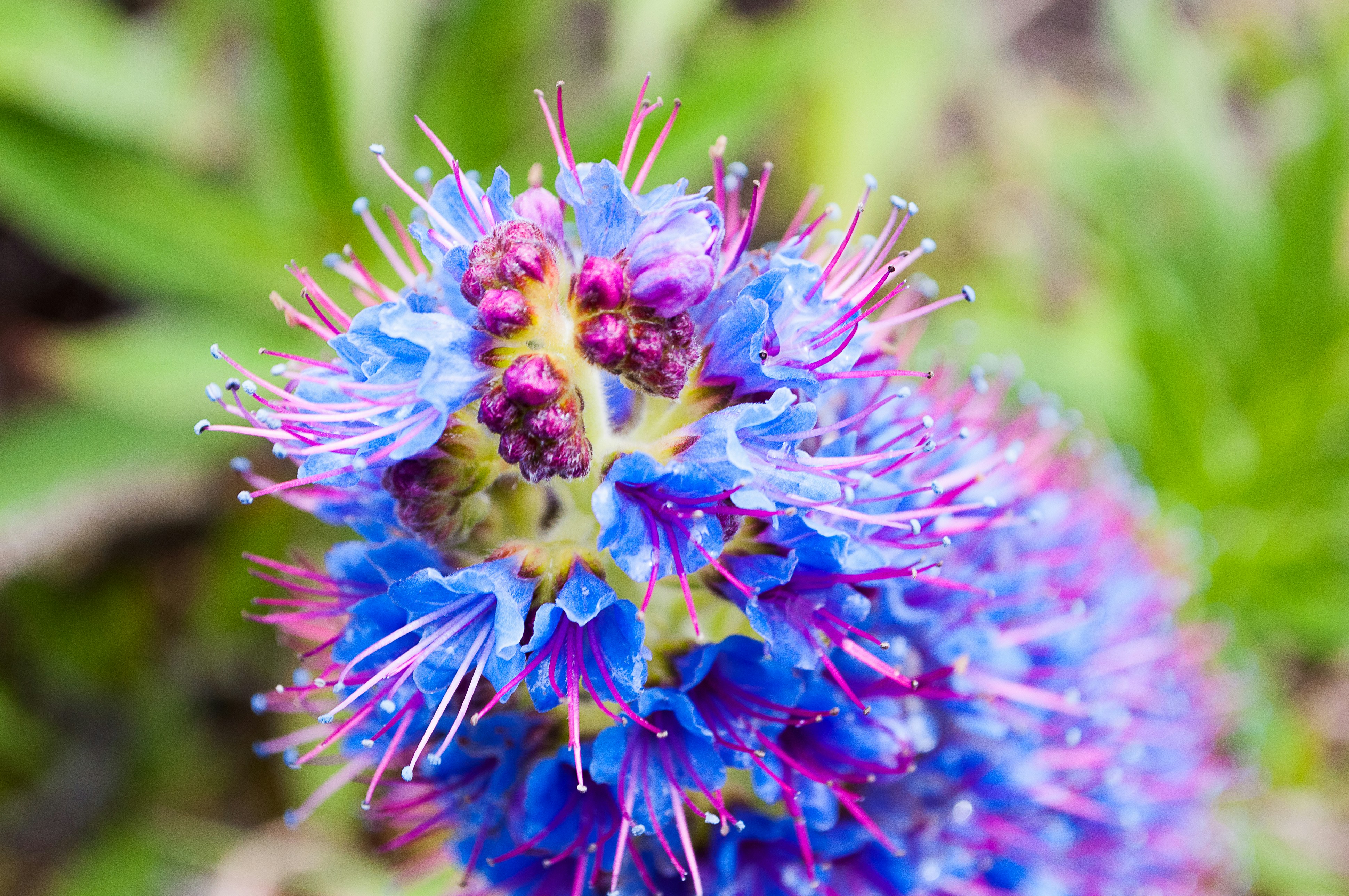 a close up of a purple flower