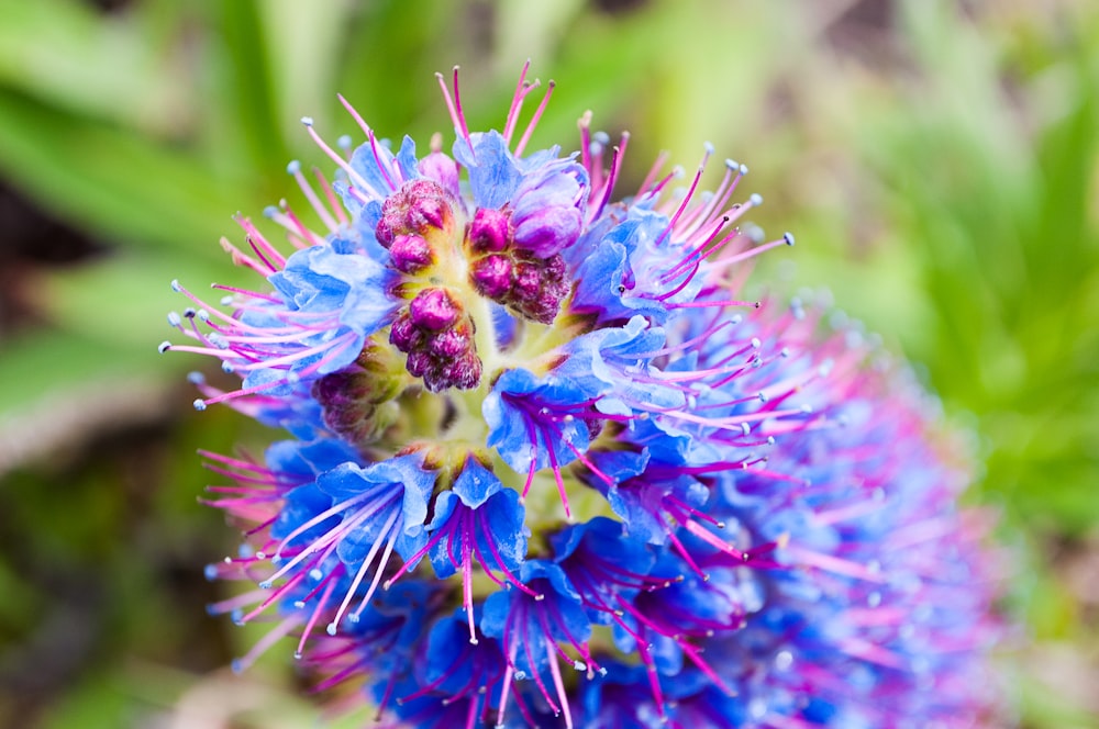 a close up of a purple flower