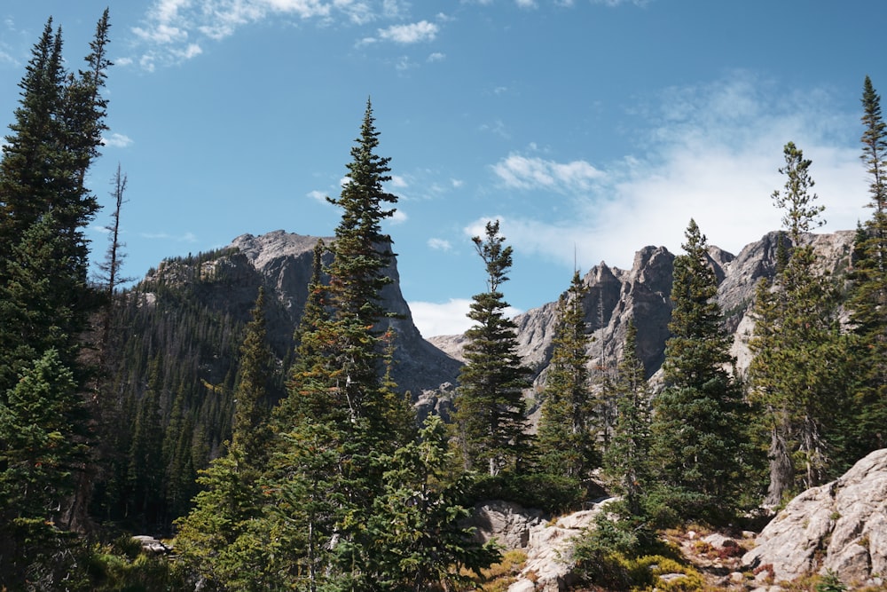 a rocky mountain with trees