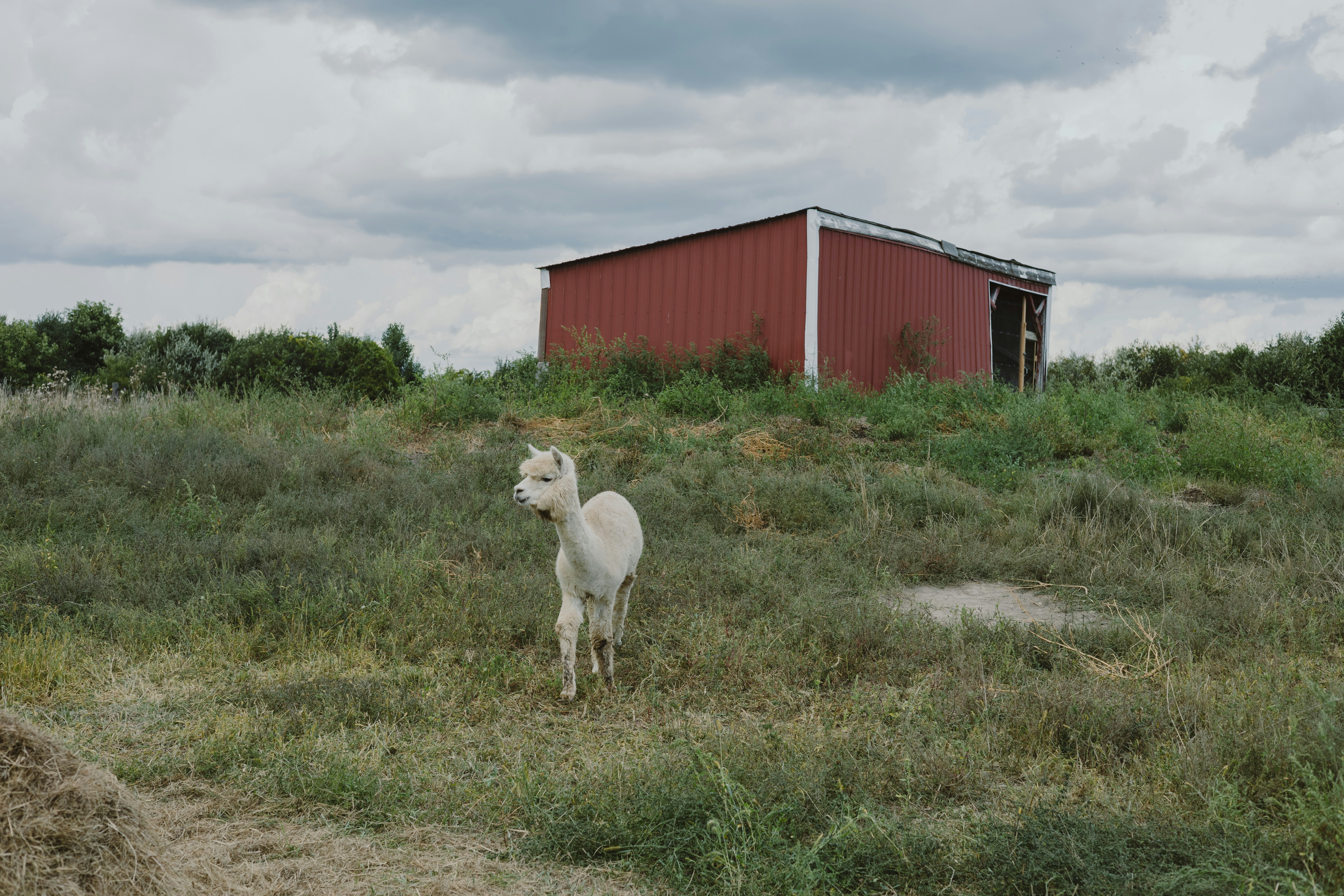 a white goat standing in a field