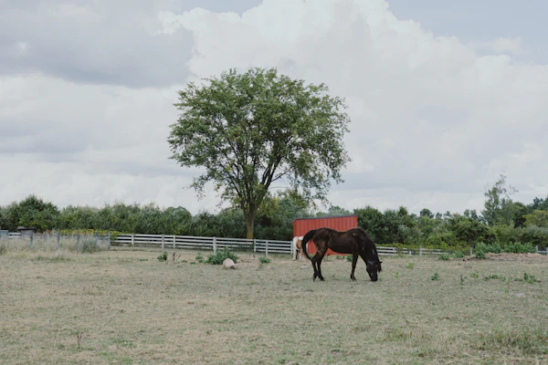 Horse grazing alone in a wide pasture