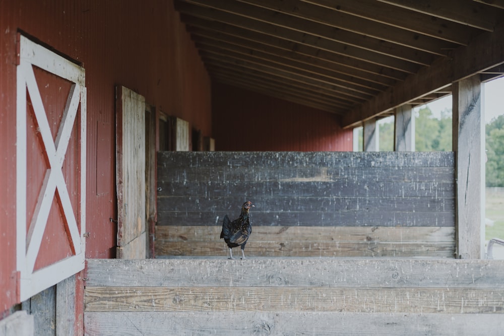 a bird on a staircase