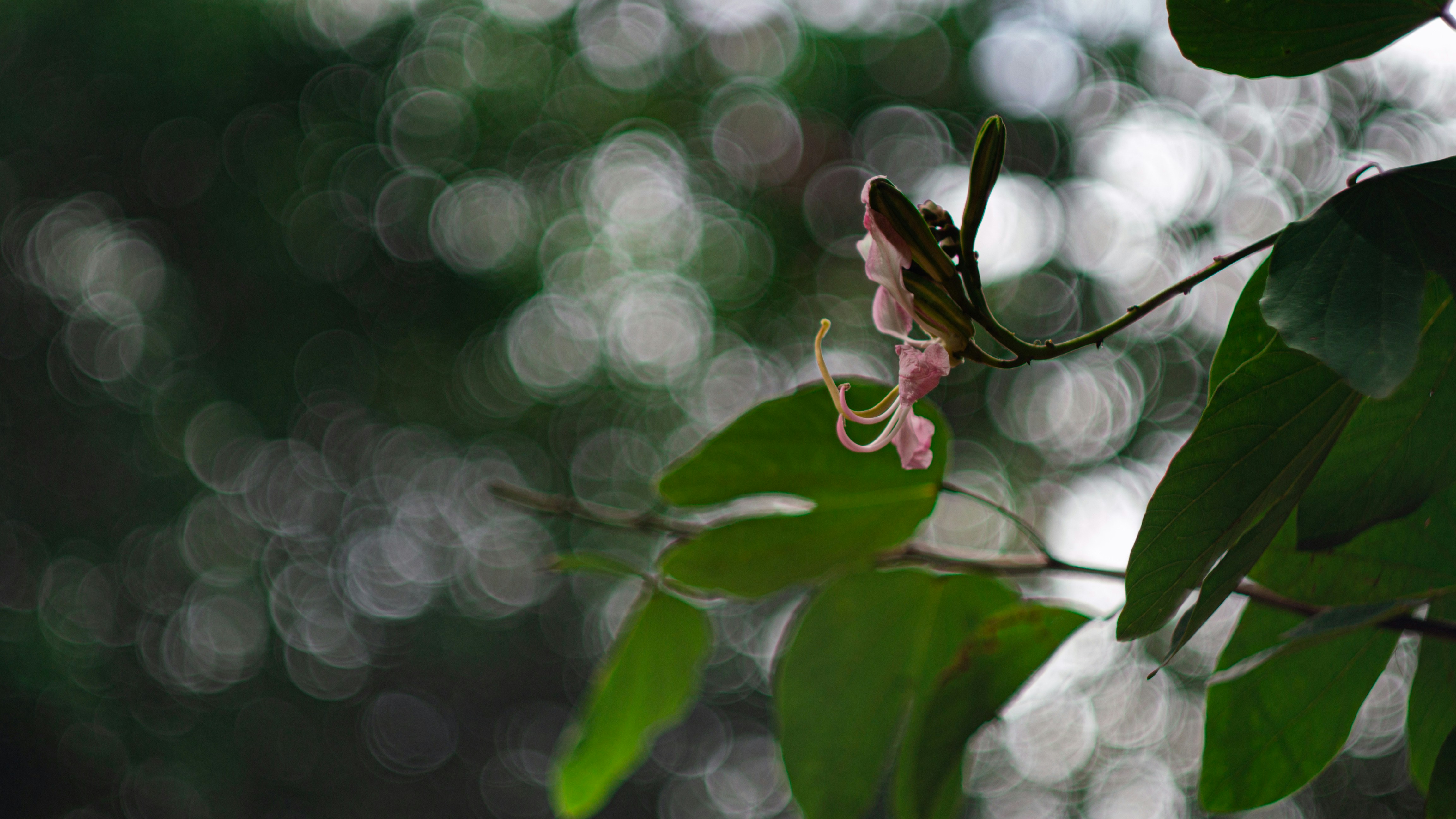 Photo by alekseyryan