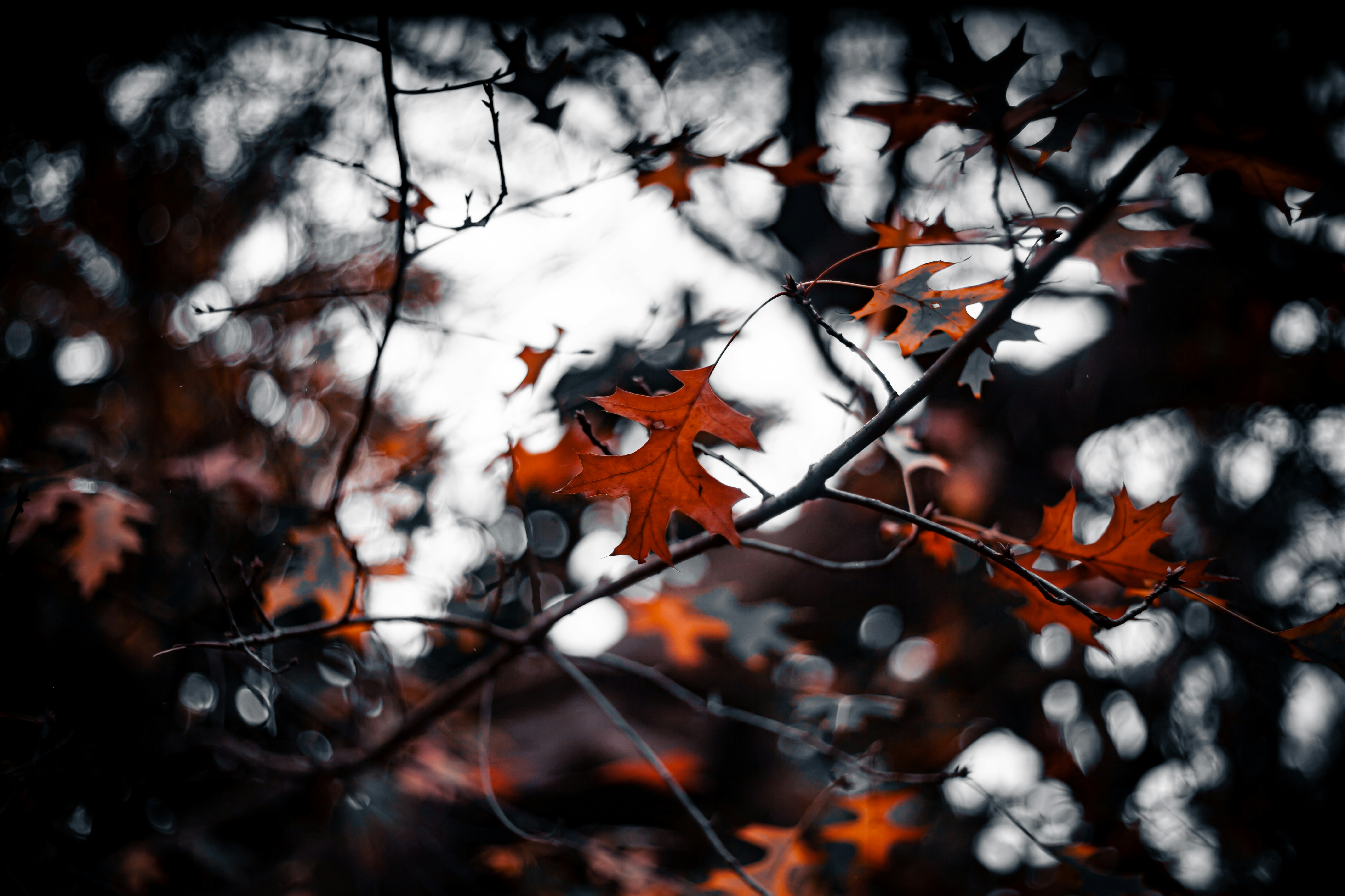 Photo by alekseyryan