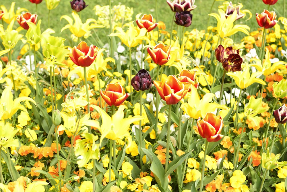 a field of colorful flowers