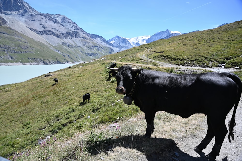 uma vaca andando em uma colina