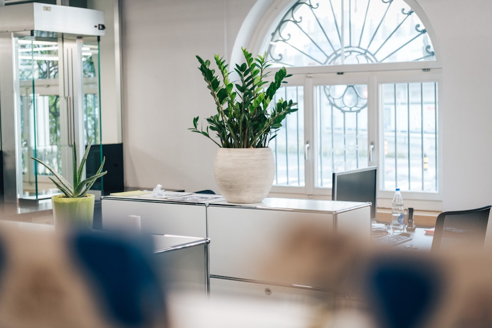 a table with a plant on it