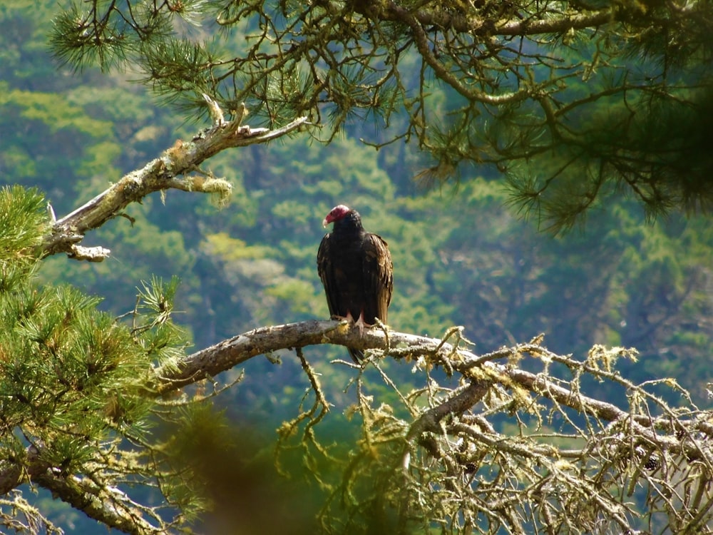 a bird sits on a tree branch