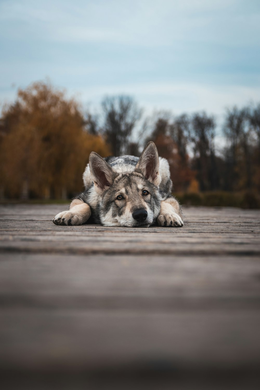 Ein Hund liegt auf dem Boden