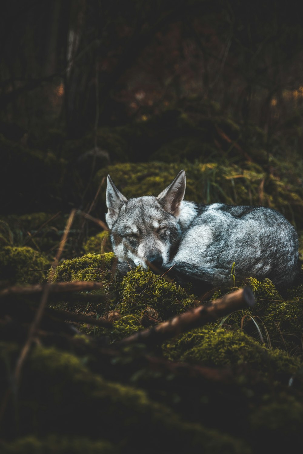 a wolf in the woods