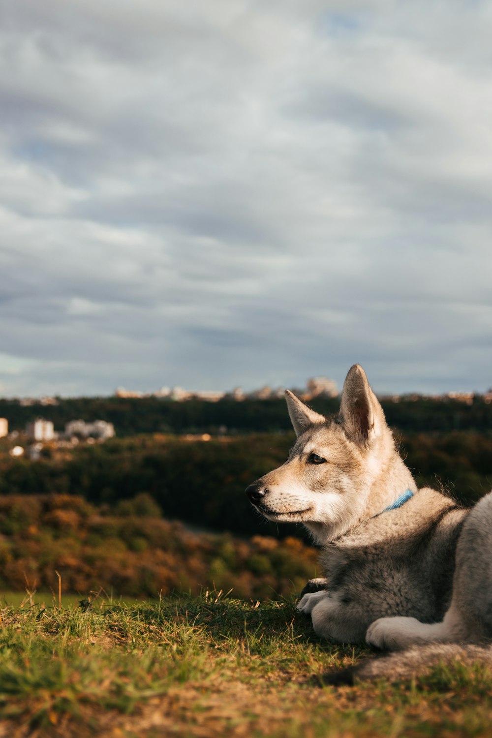 a dog lying on the ground